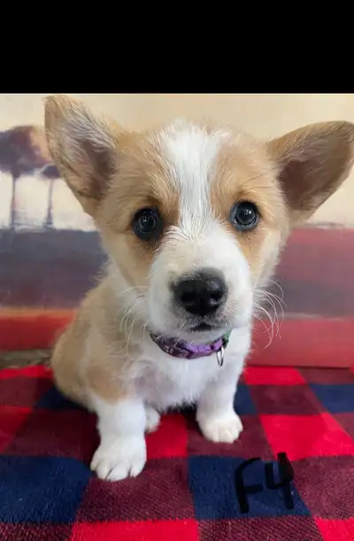 PEMBROKE WELSH CORGI Pups, View more