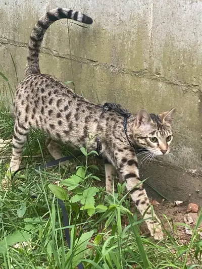 À vendre – Superbe chatte Savannah F4 TICA : Athéna Je vends ma magnifique Savannah prénommée Athéna...