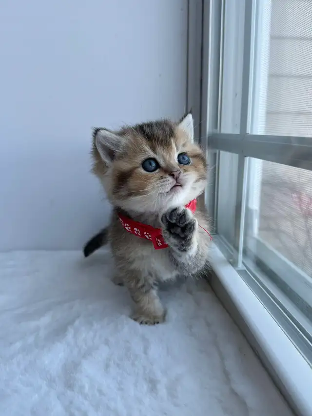 CCA &amp; CFA Registered Cattery — Rehoming BSH Kittens