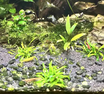 Neocaridina Shrimp of multiple color mix for sale. They are excellent as a part of the cleaning crew...