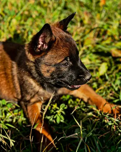 BELGIAN MALINOIS PUPPIES  AVAILABLE-FAMILY/RANCH-PROTECTION DOGS, View more
