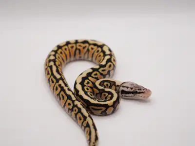 Pastel Spotnose Special 100% Het Clown Ball Python , View more