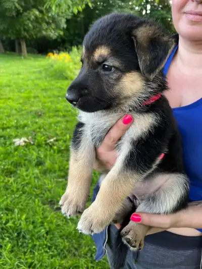 Chiots Berger  Allemand de race pure 514-2960882, View more
