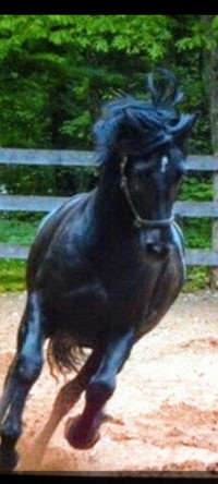 14 year old Gelding Friesian cross Morgan horse for sale.