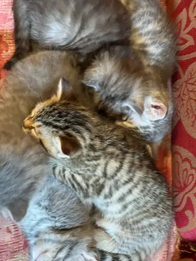 kittens for sale, View more