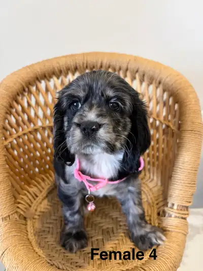 Cocker Spaniel, View more