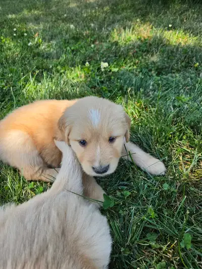 Purebred Golden Retrievers Puppies, View more
