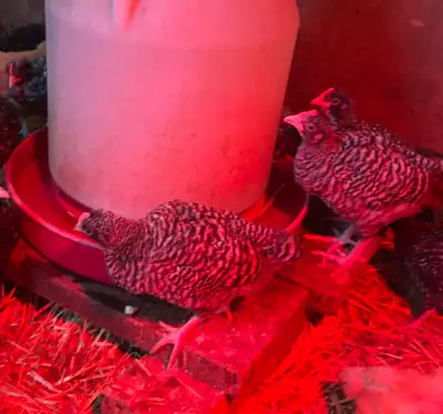 Young barred Plymouth Rock roosters out of the heat, ranging in age from 4 to 6 weeks old, prefect f...