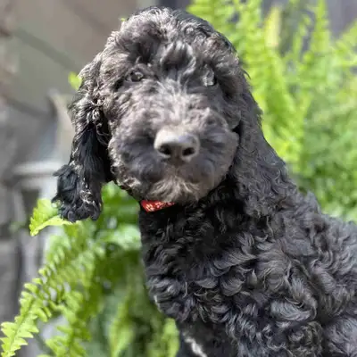 Goldendoodle Puppies, View more