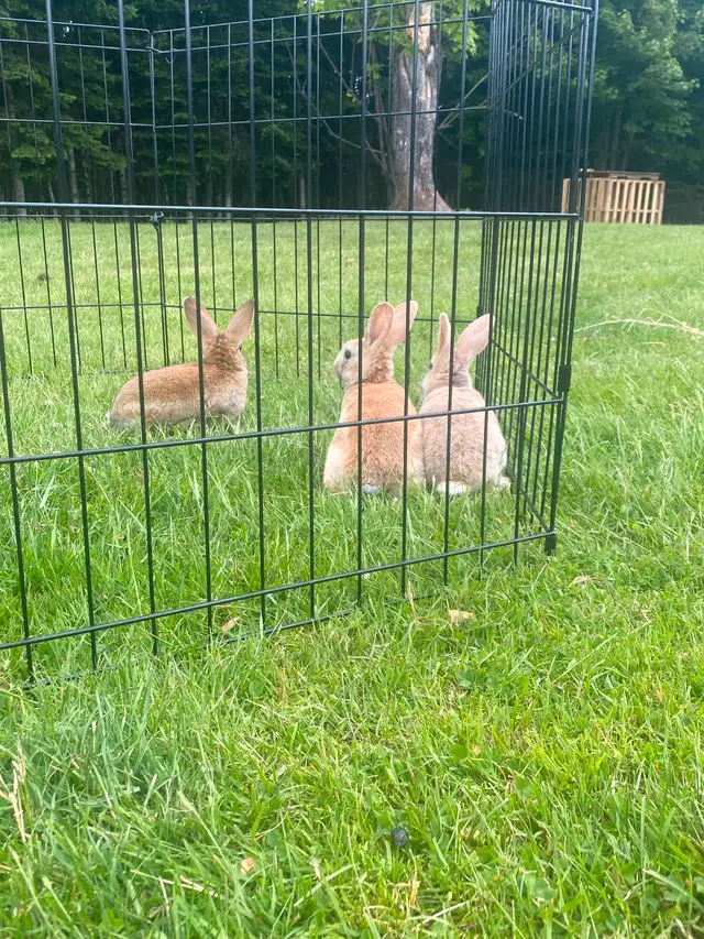 Baby Rex/Californian Rabbits in Small Animals for Rehoming in Moncton - Image 4