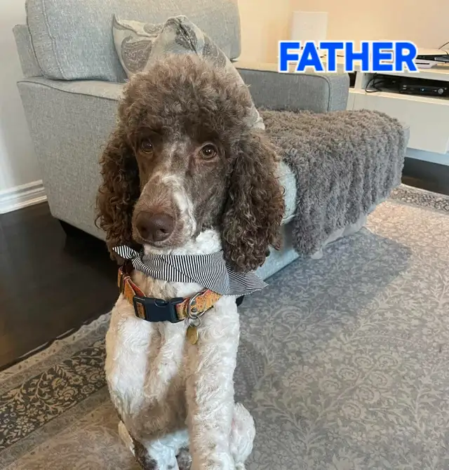 Standard Poodle Puppies in Dogs & Puppies for Rehoming in Ottawa - Image 7