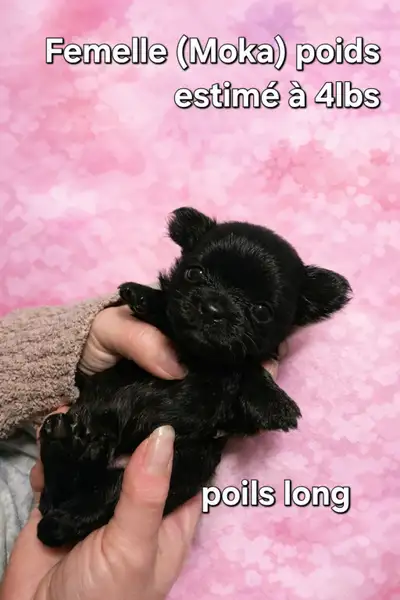 Yorkshire x Chihuahua, View more