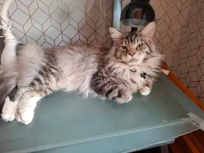 Maine Coons - Couple, View more