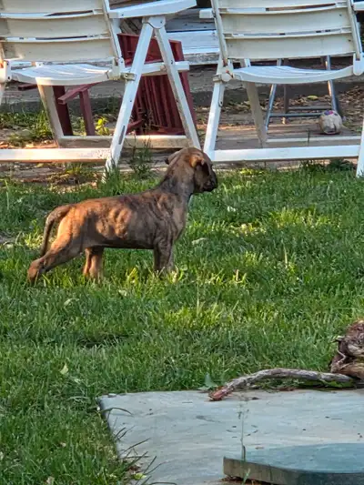 3 chiot mâle tres beaux élevée en milieu familial parent sur place née 28 avril près dans 4 semaine...