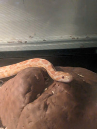 Female corn snake 
