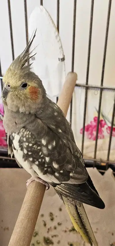 cockatiel Female Bird , View more