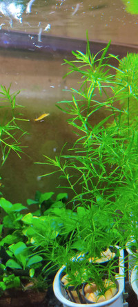 Guppy Grass Aquarium Plants 