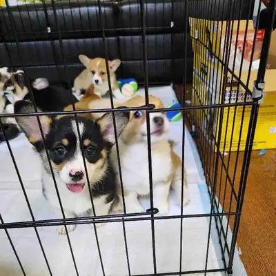 2-Month-Old Corgi Puppies Looking for Forever Homes, View more