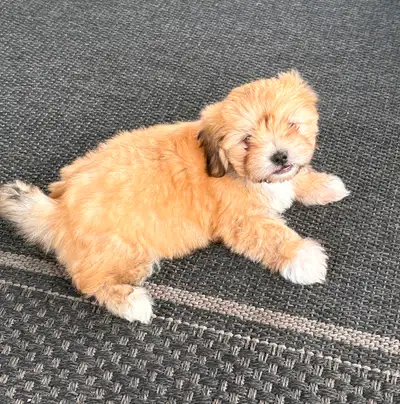 Chiot bichon X shih-tzu, View more