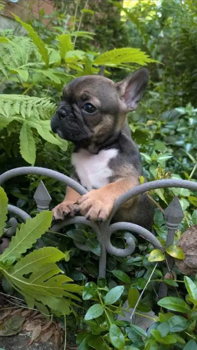 French Bulldog Puppies, View more