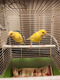 Yellow canaries