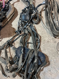 Horse harness and bits collars