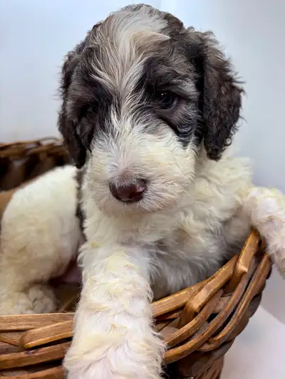 Sheepadoodle puppies ready in April, View more