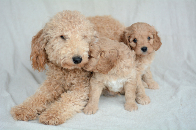 Cavapoo Puppies in Dogs & Puppies for Rehoming in Fredericton - Image 4