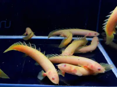 I am looking to buy an albino bichir. If you have one available for sale, please contact me with det...