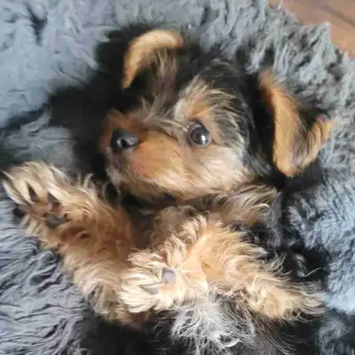 One left  , Cute little puppy, View more