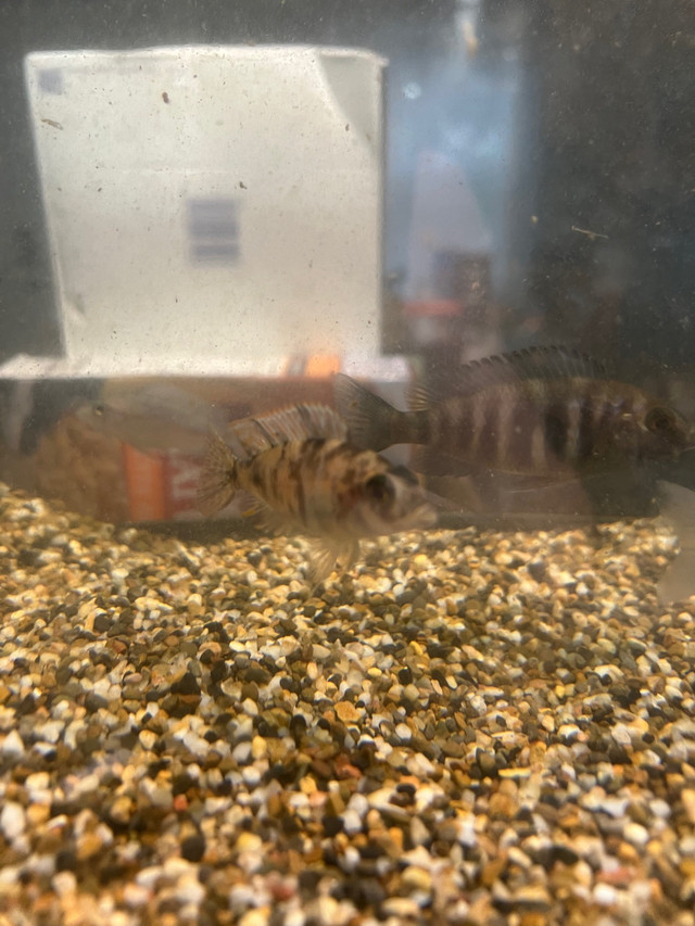 Baby cichlids  in Fish for Rehoming in North Bay - Image 2