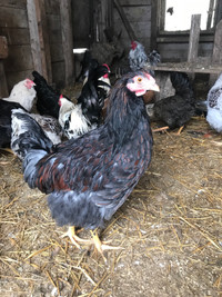 Young black laced red Wyandotte rooster