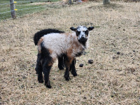 Icelandic ram lamb