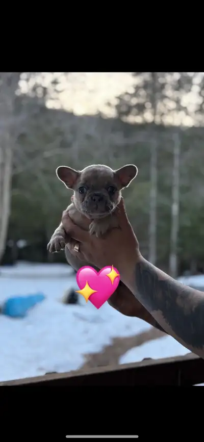Craquez pour cette adorable bouledogue français, pleine de tendresse et de joie de vivre ! Habituée...