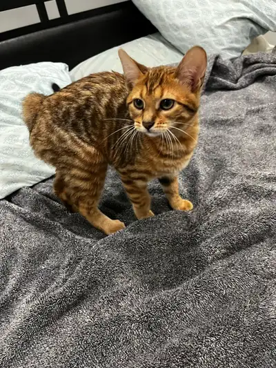 bengal tabby kitten for rehoming, View more