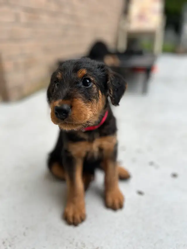 ✨CKC REGISTERED AIREDALE TERRIER PUPPIES ✨ in Dogs & Puppies for Rehoming in Markham / York Region - Image 5