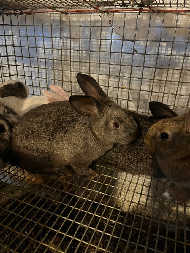 Meat rabbits  in Other in Mississauga / Peel Region