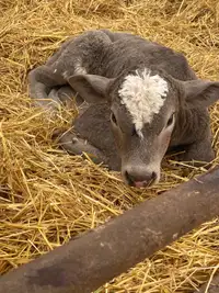 Orphan calf wanted 