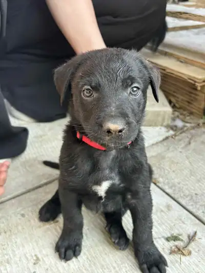 Nos compagnons à quatre pattes ont eu **9 magnifiques bébés**, nés entre le **25 et le 26 avril**. N...