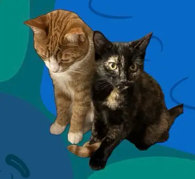 Orang Boy, Tortie Girl, View more