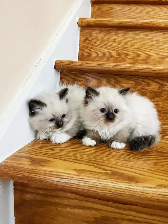 Beautiful ragdoll kittens are ready to a new home in Cats & Kittens for Rehoming in City of Montréal - Image 4