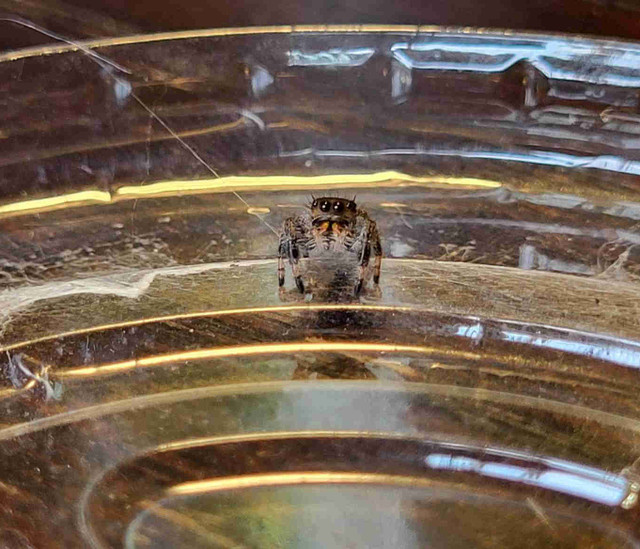 Phidippus Regius jumping spiders in Other Pets for Rehoming in Peterborough