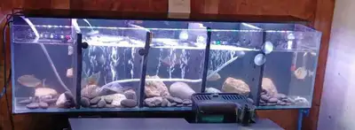 Red Belly Piranha, View more