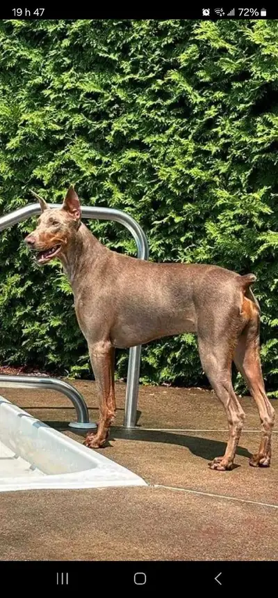 Doberman Européen et/ou américain, View more