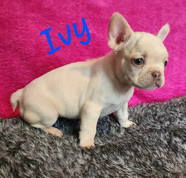 3 puppies and 1 adult purebred French Bulldogs CKC registered in Dogs & Puppies for Rehoming in Laval / North Shore - Image 4