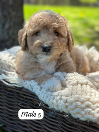 Mini golden doodle puppies for sale 