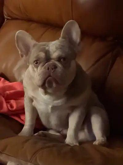 Rare French bulldog - Isabella & Tan cell: 514-833-1649, View more