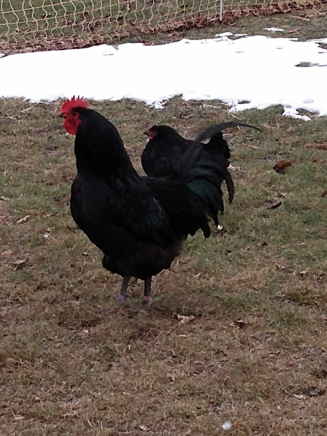 Black Australorp trio in Livestock in Grand Bend - Image 3