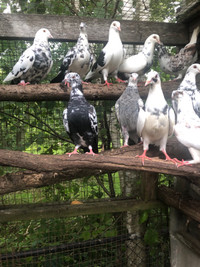 Pigeons pigeons   4 sale $25 each 
