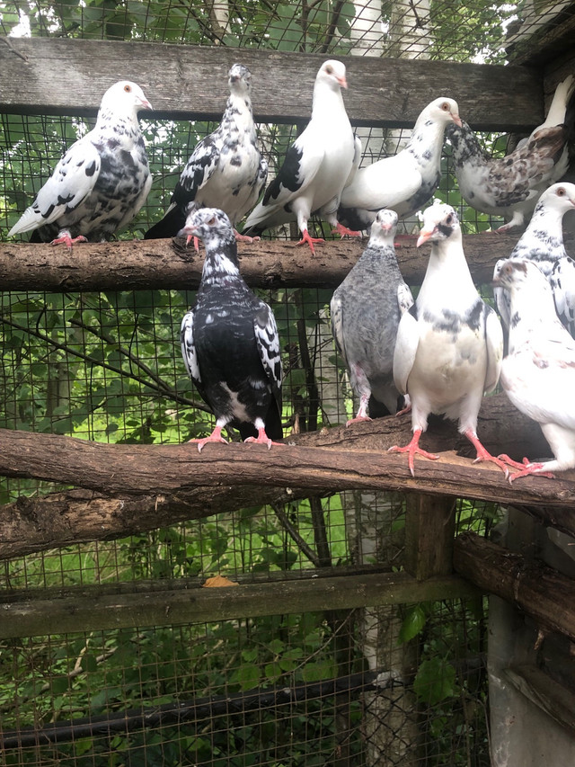 Pigeons pigeons   4 sale $25 each  in Birds for Rehoming in Oshawa / Durham Region